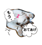 ねこのくぅとうめ（個別スタンプ：4）