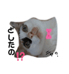 ねこのくぅとうめ（個別スタンプ：6）