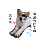 ねこのくぅとうめ（個別スタンプ：21）