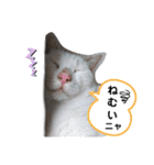 ねこのくぅとうめ（個別スタンプ：22）