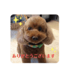 pola9 丁寧（個別スタンプ：1）