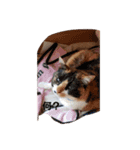 おやこちゃん2（個別スタンプ：1）