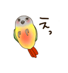 ワキコガネイロウロコインコ（個別スタンプ：9）