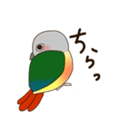 ワキコガネイロウロコインコ（個別スタンプ：21）