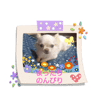 わんこ ちび＆チェリー6（個別スタンプ：5）