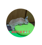 うさぎのRockyの日常2（個別スタンプ：2）