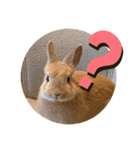うさぎのRockyの日常2（個別スタンプ：3）