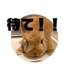 うさぎのRockyの日常2（個別スタンプ：5）