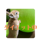 うさぎのRockyの日常2（個別スタンプ：6）