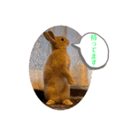 うさぎのRockyの日常2（個別スタンプ：7）