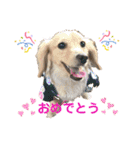 ミニチュアダックスフンドのマロン♀（個別スタンプ：4）