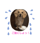 ミニチュアダックスフンドのマロン♀（個別スタンプ：6）