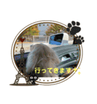 ミニチュアダックスフンドのマロン♀（個別スタンプ：7）