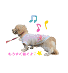 ミニチュアダックスフンドのマロン♀（個別スタンプ：9）