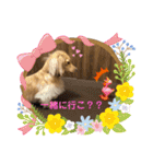 ミニチュアダックスフンドのマロン♀（個別スタンプ：16）