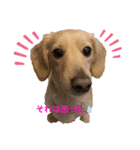 ミニチュアダックスフンドのマロン♀（個別スタンプ：18）