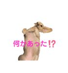 ミニチュアダックスフンドのマロン♀（個別スタンプ：20）