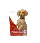 ミニチュアダックスフンドのマロン♀（個別スタンプ：26）