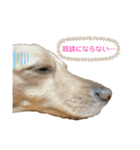 ミニチュアダックスフンドのマロン♀（個別スタンプ：30）