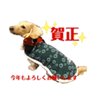 ミニチュアダックスフンドのマロン♀（個別スタンプ：32）