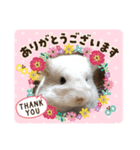 やる気のないチンチラ代表【しらすくん】（個別スタンプ：8）