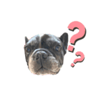 paru ❤︎ French bulldog（個別スタンプ：1）