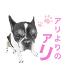 paru ❤︎ French bulldog（個別スタンプ：2）