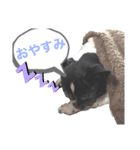 paru ❤︎ French bulldog（個別スタンプ：4）