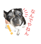 paru ❤︎ French bulldog（個別スタンプ：5）