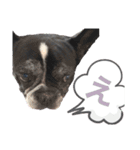 paru ❤︎ French bulldog（個別スタンプ：8）