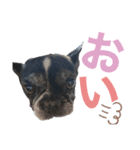 paru ❤︎ French bulldog（個別スタンプ：11）