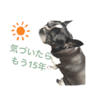 paru ❤︎ French bulldog（個別スタンプ：12）