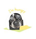 paru ❤︎ French bulldog（個別スタンプ：13）