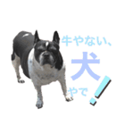 paru ❤︎ French bulldog（個別スタンプ：14）