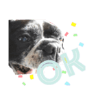 paru ❤︎ French bulldog（個別スタンプ：16）