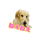 まいにち はっぴぃ♡2（個別スタンプ：1）