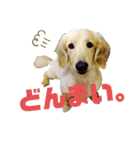 まいにち はっぴぃ♡2（個別スタンプ：11）