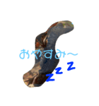 イモリさんが喋った‼️（個別スタンプ：4）
