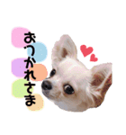チワワのココさん3（個別スタンプ：1）