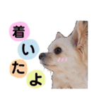 チワワのココさん3（個別スタンプ：13）