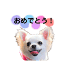 チワワのココさん3（個別スタンプ：15）