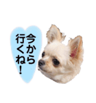 チワワのココさん3（個別スタンプ：19）