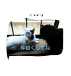 仲良し猫ちゃんファミリー3（個別スタンプ：1）