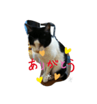 仲良し猫ちゃんファミリー3（個別スタンプ：2）