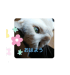 仲良し猫ちゃんファミリー3（個別スタンプ：3）