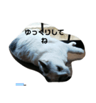 仲良し猫ちゃんファミリー3（個別スタンプ：4）