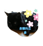 仲良し猫ちゃんファミリー3（個別スタンプ：5）