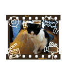 仲良し猫ちゃんファミリー3（個別スタンプ：6）