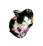仲良し猫ちゃんファミリー3（個別スタンプ：7）