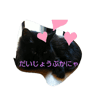 仲良し猫ちゃんファミリー3（個別スタンプ：13）